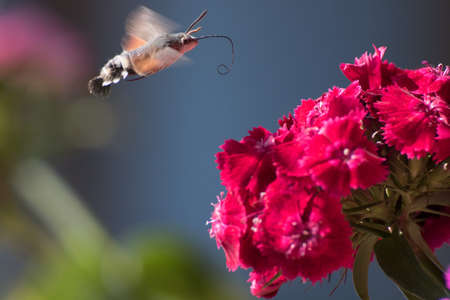 A closeup shot of a hummingbird moth flying above the pink flower with a blurred backgroundの写真素材