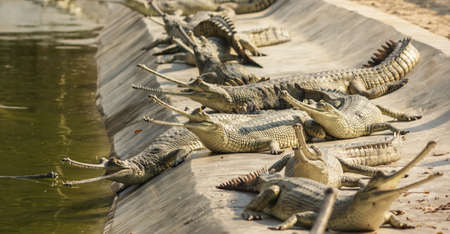 A picture of gharials near the river under the lights with a blurred background