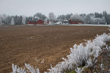 A range of red and white houses near an agricultural field surrounded by fir treesの写真素材