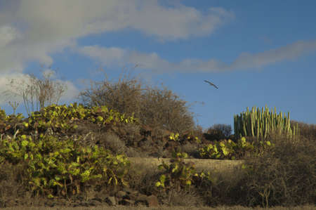 A field covered in grass and cactuses under a cloudy sky and sunlight during the sunsetの写真素材