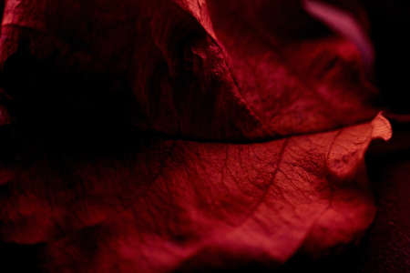 A closeup shot of a beautiful red velvet leaf - perfect for a wallpaperの写真素材