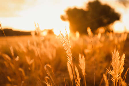 A closeup of grass in a field under the sunlight during sunset with a blurry backgroundの写真素材