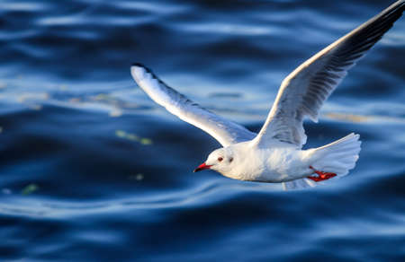 A closeup shot of a beautiful white seagull flying with spread-out wings with the blurred ocean water on the backgroundの写真素材