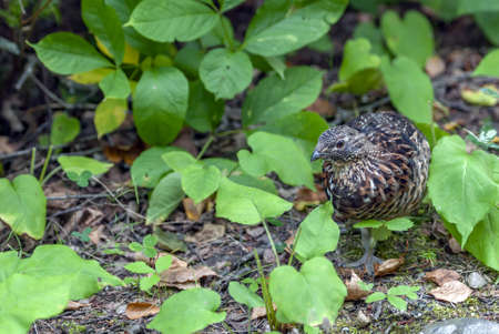 A brown and black bird standing on soil surrounded by many green leavesの写真素材