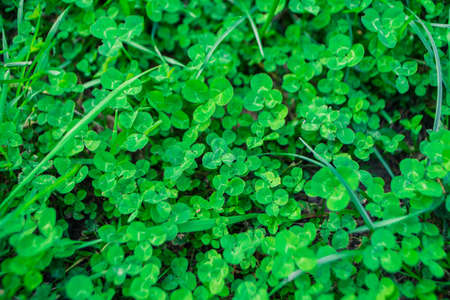a ground covered with clover and grassの写真素材