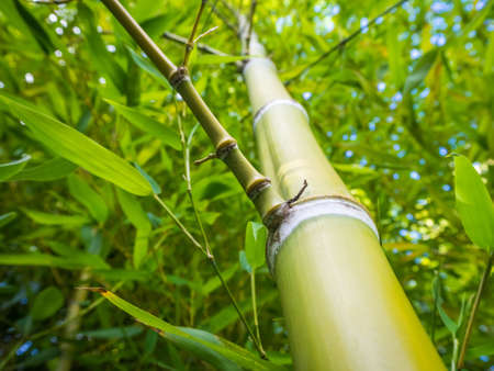 A closeup shot of bamboo with green leaves on a blurred backgroundの写真素材