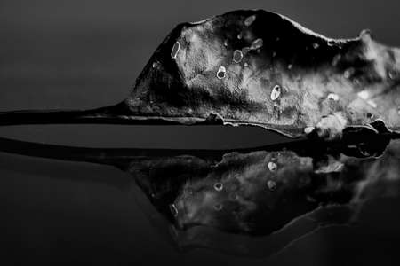 A greyscale closeup shot of a fallen dry leaf with holes on the surface and reflected on the groundの写真素材