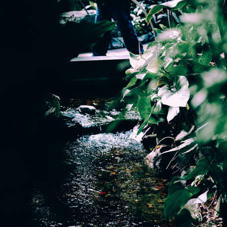 A selective focus shot of the green leaves growing near the wet groundの写真素材