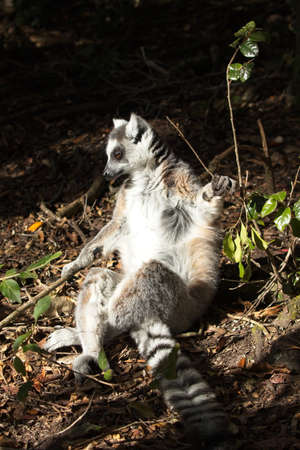 A vertical shot of a lemur sitting on the muddy ground near the plants in the forest