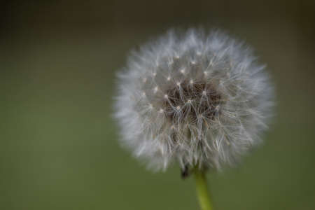 A selective focus shot of a common dandelion with blurred background