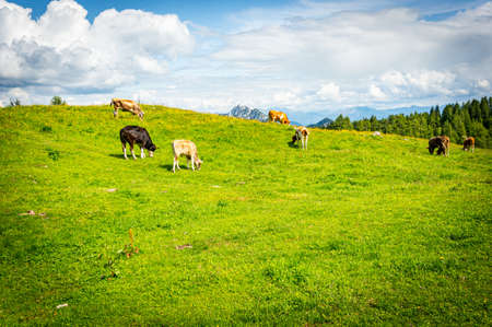 The cows grazing in the valley near the Alp mountains in Austria under the cloudy skyの写真素材