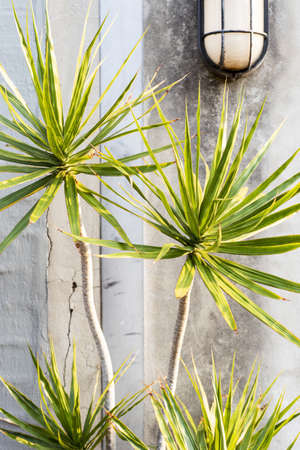 A vertical shot of green plants in front of an old concrete wallの写真素材