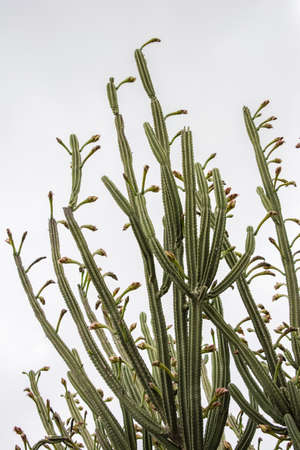 A vertical low angle shot of green cactus plants under a clear skyの写真素材