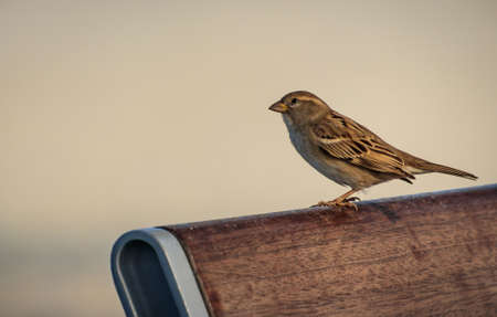 A closeup shot of a sparrow sitting on the back of a bench with beige backgroundの写真素材