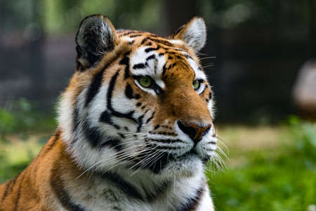 A closeup shot of a Siberian tiger in a jungle with a blurred backgroundの写真素材