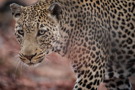 A closeup shot of an african leopard