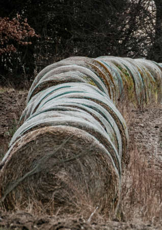 A vertical shot of a rolled hay with a forest in the backgroundの写真素材
