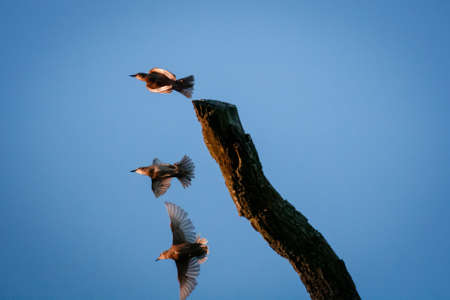 A low-angle shot of three birds flying in a clear blue sky
