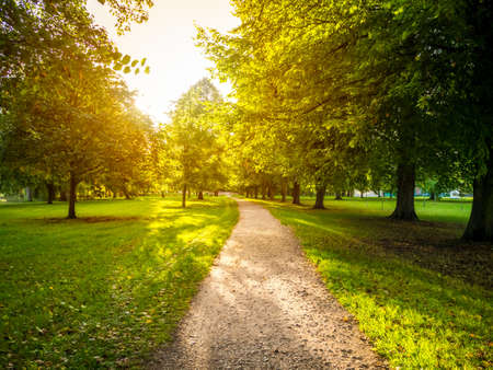 A narrow road in a green grassy field surrounded by green trees with the bright sun in the backgroundの写真素材