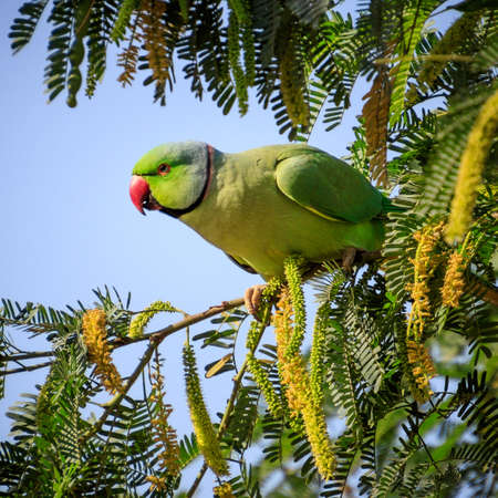 A closeup shot of a beautiful green parrot sitting on a branch of a tree with leavesの写真素材