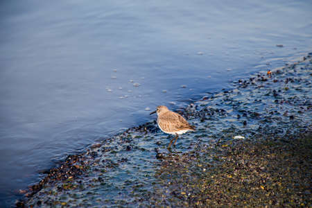 A cute shot of a common sandpiper bird hanging out at the seashoreの写真素材