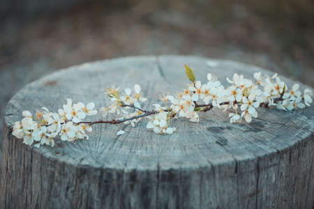A branch of small white flowers put on a chopped tree barkの写真素材