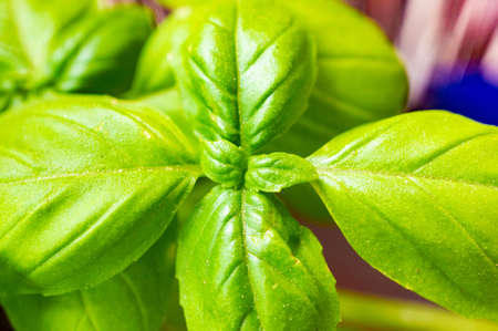 A closeup shot of the green leaves of basil with blurred backgroundの写真素材