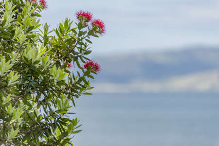A closeup shot of bottlebrush plants with blurred background in New Chums Beach, New Zealandの写真素材