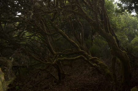 A jungle surrounded by trees covered in mosses under the sunlightの写真素材