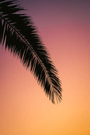 A vertical shot of a plant under the breathtaking sunsetの写真素材