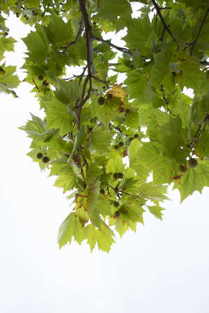 A vertical shot of a tree branch with green leaves on a white background