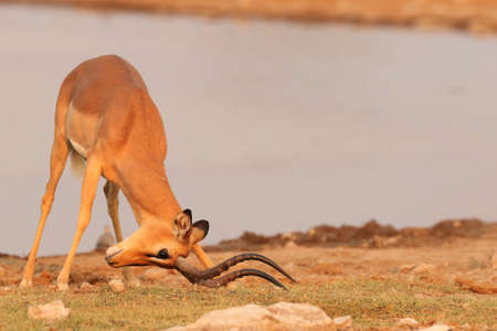 A closeup shot of a gazelle with its head to the ground beside a wide river in Namibiaの写真素材