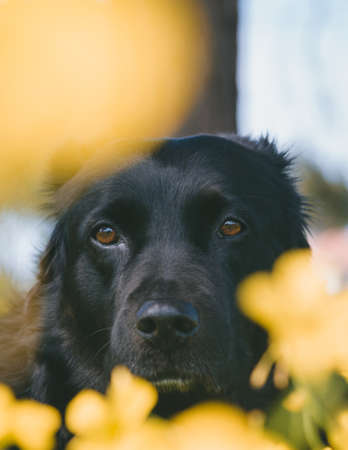 A vertical shot of a cute dog looking towards the cameraの写真素材