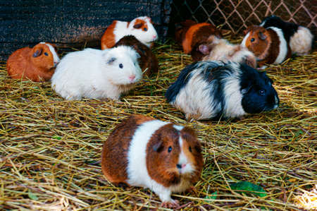 A selective focus shot of hamsters walking on the ground