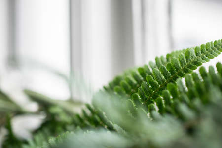 A closeup shot of green plant leaves on a blurred backgroundの写真素材