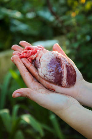 A vertical closeup shot of a human heart in a person's hands on a blurred background - cardiovascular disease conceptの写真素材
