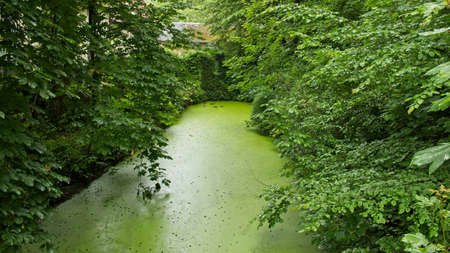 A beautiful view of the still water in a pond surrounded by trees and plantsの写真素材