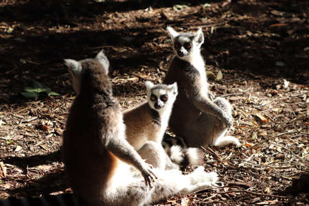 A group of lemurs sitting on the muddy ground in the middle of a forest