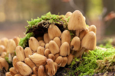 A selective focus shot of mushrooms growing on a mossy ground