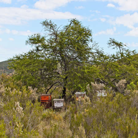 A scenery of a forest full of different kinds of plants and hives in the middle