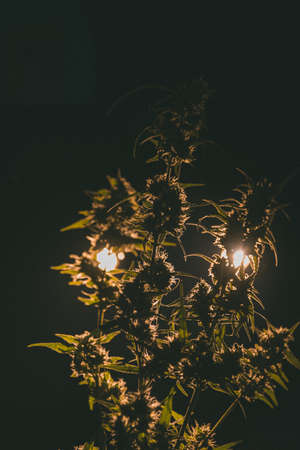 A vertical shot of a spiky plant with lights in the backgroundの写真素材