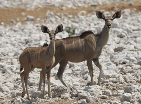 a closeup shot of two young kudus standing on white rocky  ground