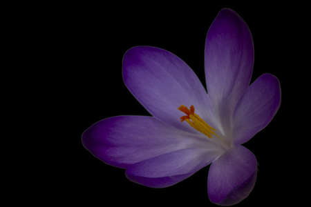 A closeup of a Crocus vernus under the lights against a black background