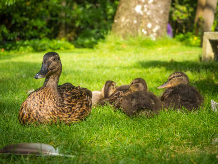 A flock of ducks in a grassy field with a blurred backgroundの写真素材