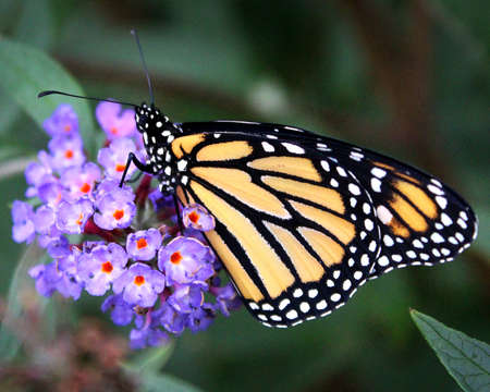 A monarch butterfly perched on purple flowers.