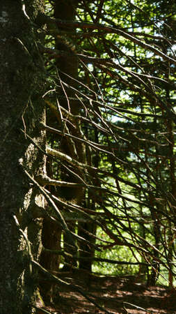 A vertical shot of a forest full of different kinds of plants