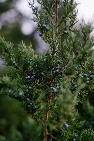 A closeup shot of small blue fruits growing on a piece of a branch