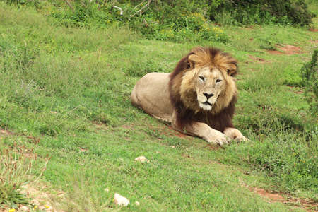 A magnificent lion lying powerfully on the grass covered hill near the bushesの写真素材