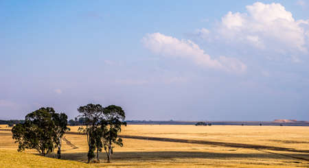A wide angle shot of trees on a dry field under a cloudy skyの写真素材