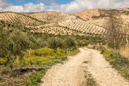 A wide angle shot of a road leading to the mountain surrounded by bushes and treesの写真素材